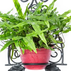 Outlet MacKenzie-Childs Scroll Wall Plant Holder