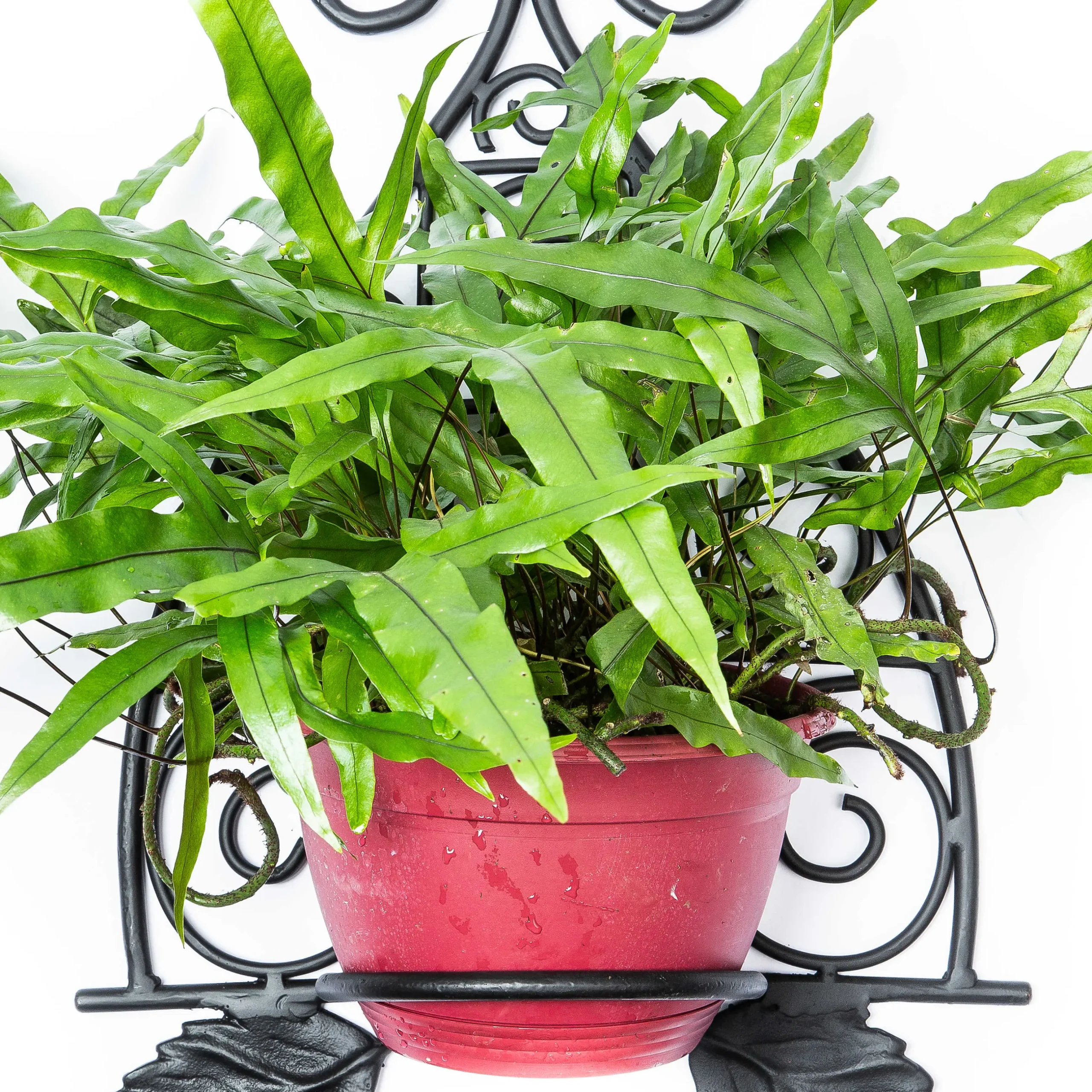 Outlet MacKenzie-Childs Scroll Wall Plant Holder